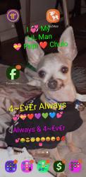 Lost Male Dog last seen On Oxnard St. Between public storage and the compound right off of Sepulveda Blvd, Los Angeles, CA 91411