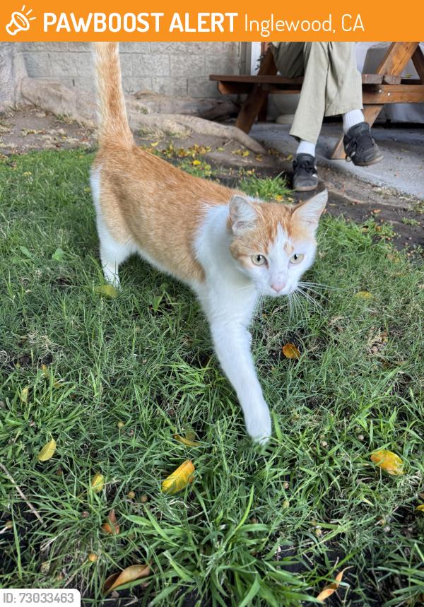 Found/Stray Unknown Cat last seen w. Plymouth st. And Inglewood ave., Inglewood, CA 90302