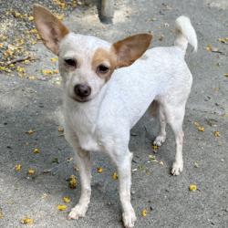 Shelter Stray Female Dog last seen Near 42nd Ave, Oakland, CA, 1101 29th Ave, Oakland, CA 94601, USA