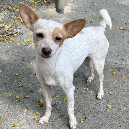 Shelter Stray Female Dog last seen Near 42nd Ave, Oakland, CA, 1101 29th Ave, Oakland, CA 94601, USA