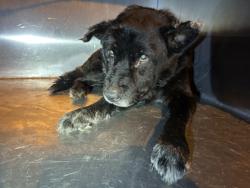 Shelter Stray Male Dog last seen Near E Seminary Dr, South District, TX, 355 Hillshire Dr, Haslet, TX 76052, USA