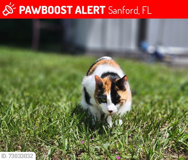 Lost Female Cat last seen Sunland Park, Sanford, FL 32773