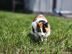 Lost Female Cat last seen Sunland Park, Sanford, FL 32773