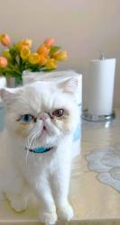 Reunited Male Cat last seen Fulham Dr, Naperville, Illinois, Naperville, IL 60564