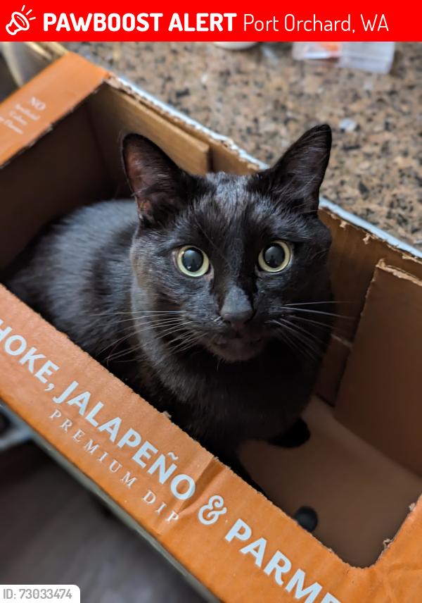 Lost Male Cat last seen Salmonberry Rd & Harris Rd, Port Orchard, WA 98366