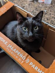 Lost Male Cat last seen Salmonberry Rd & Harris Rd, Port Orchard, WA 98366