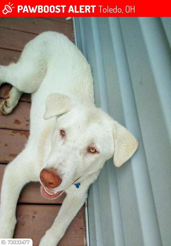 Lost Male Dog last seen In my backyard, Toledo, OH 43605