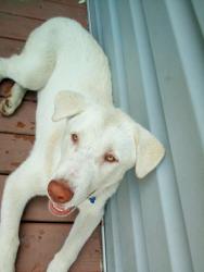Lost Male Dog last seen In my backyard, Toledo, OH 43605