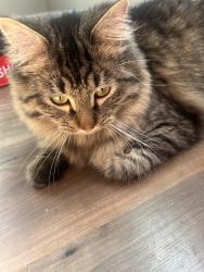 Reunited Male Cat last seen Kirk St, Denver, CO 80249