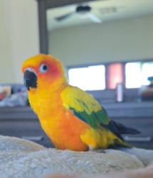 Lost Male Bird last seen Gary Road and Hunt Highway, San Tan Valley, AZ 85143