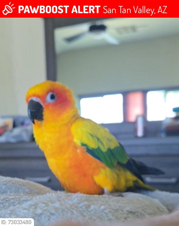 Lost Male Bird last seen Gary Road and Hunt Highway, San Tan Valley, AZ 85143
