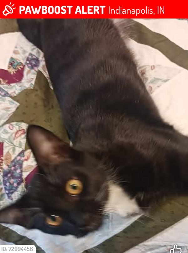 Lost Male Cat last seen Rockville road,West Washington Street, Indianapolis, IN 46241