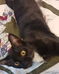 Lost Male Cat last seen Rockville road,West Washington Street, Indianapolis, IN 46241