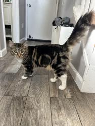 Reunited Male Cat last seen Grosvenor Lane, Salida, CA 95368