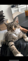 Lost Male Cat last seen Greswold close cv4 9jj, West Midlands, England CV4 9JJ