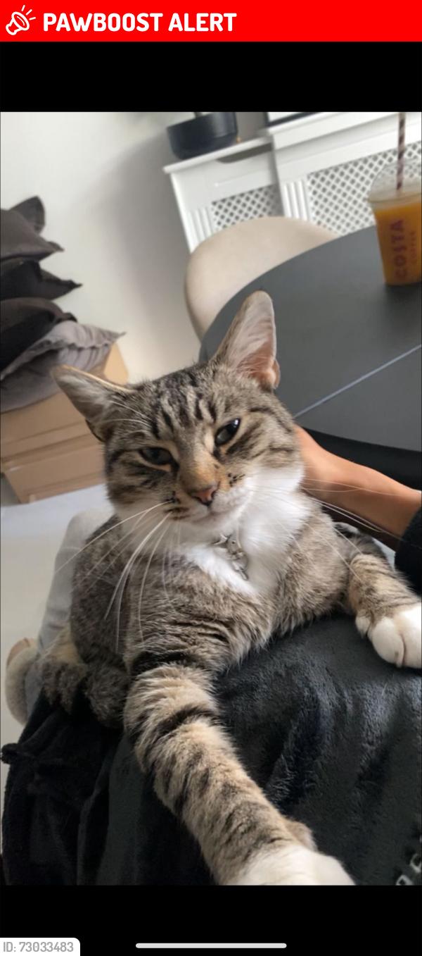 Lost Male Cat last seen Greswold close cv4 9jj, West Midlands, England CV4 9JJ