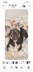 Lost Female Dog last seen Elk Grove Blvd, Elk Grove, CA 95624