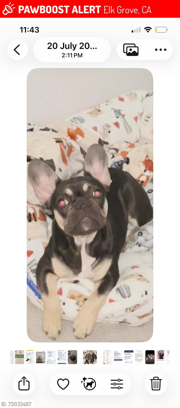 Lost Female Dog last seen Elk Grove Blvd, Elk Grove, CA 95624