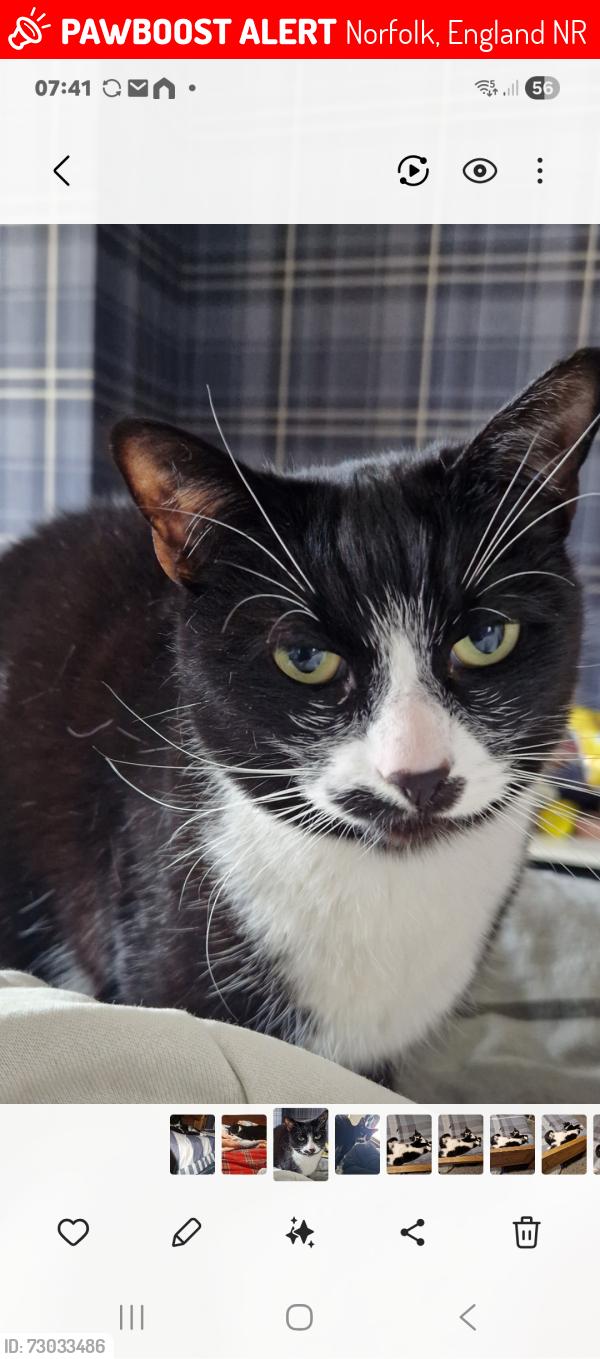 Lost Female Cat last seen Gypsy lane Earlham road, Norfolk, England NR5
