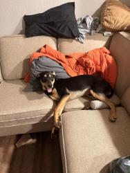 Reunited Male Dog last seen Millville Ave and Washington by the park  , Hamilton, OH 45013