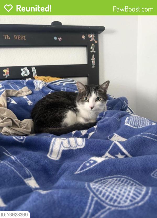 Reunited Male Cat last seen Alameda , Aurora, CO 80017