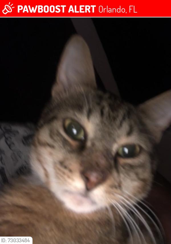 Lost Male Cat last seen Metro west vet, Orlando, FL 32835