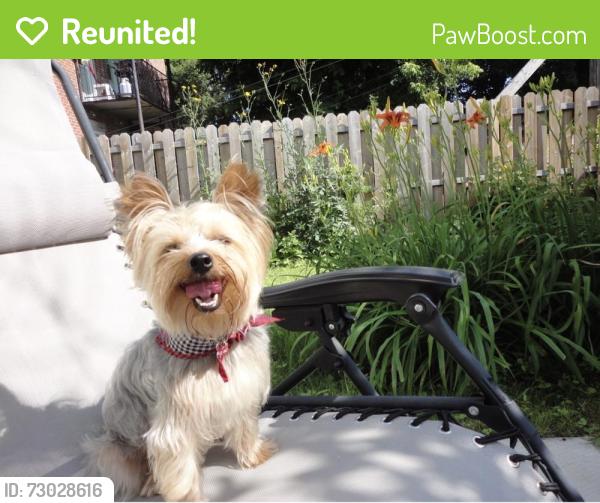 Reunited Male Dog last seen Near SW 21st St, Miami, FL 33155, USA, Miami, FL 33155