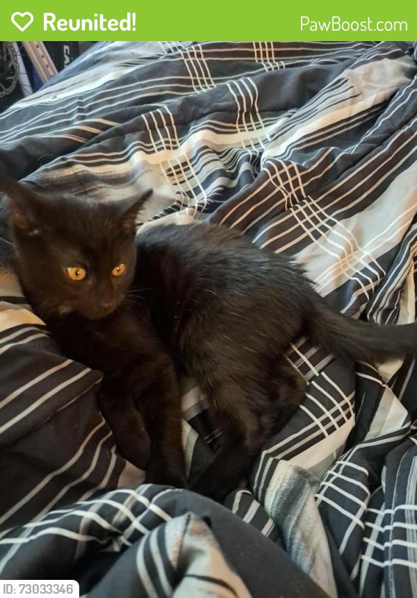 Reunited Male Cat last seen 64th & Boyd St, Omaha, NE 68104