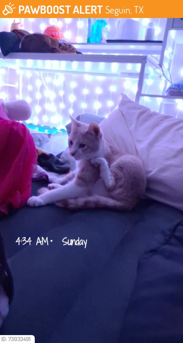 Found/Stray Male Cat last seen Ball Street , Seguin Tx, Seguin, TX 78155