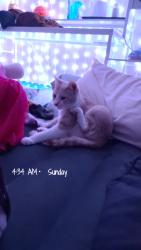 Found/Stray Male Cat last seen Ball Street , Seguin Tx, Seguin, TX 78155