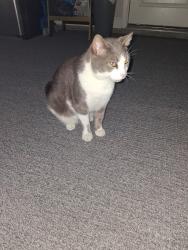 Lost Male Cat last seen Parkton Rd., Hope Mills, NC 28348