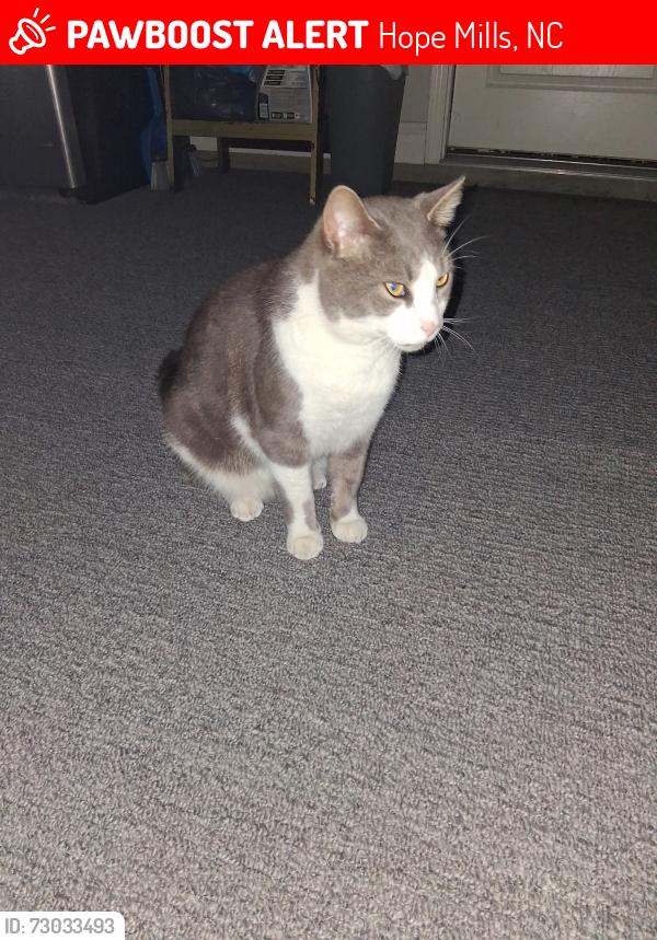 Lost Male Cat last seen Parkton Rd., Hope Mills, NC 28348
