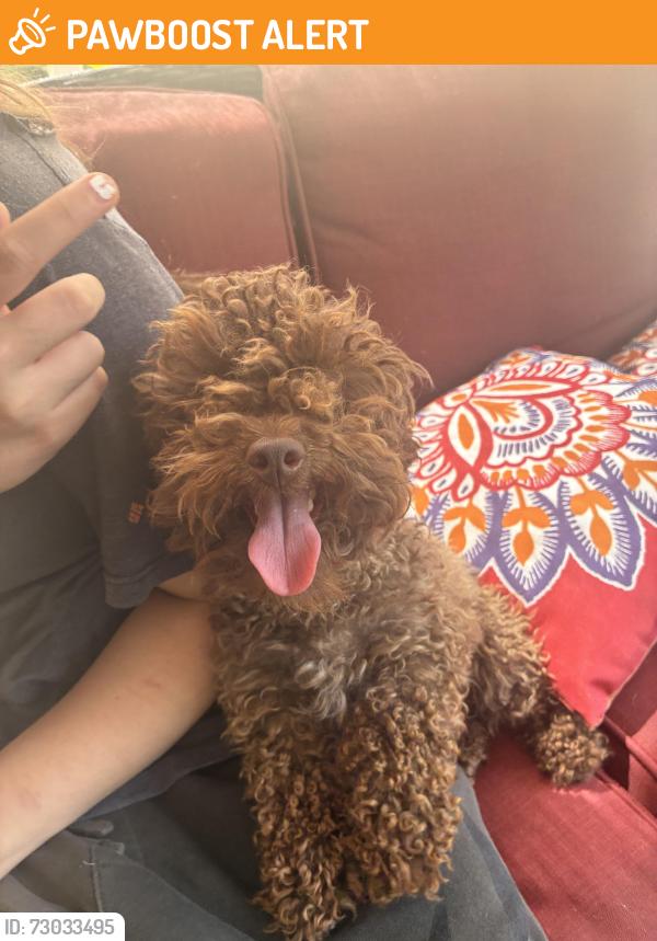 Found/Stray Unknown Dog last seen Scruggs Rd & Hilltop Dr, Spartanburg County, SC 29323