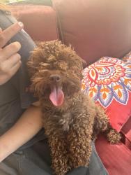 Found/Stray Unknown Dog last seen Scruggs Rd & Hilltop Dr, Spartanburg County, SC 29323