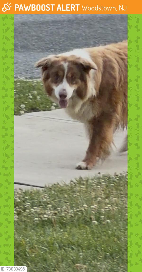 Found/Stray Unknown Dog last seen At my job , Woodstown, NJ 08098