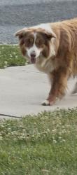 Found/Stray Unknown Dog last seen At my job , Woodstown, NJ 08098