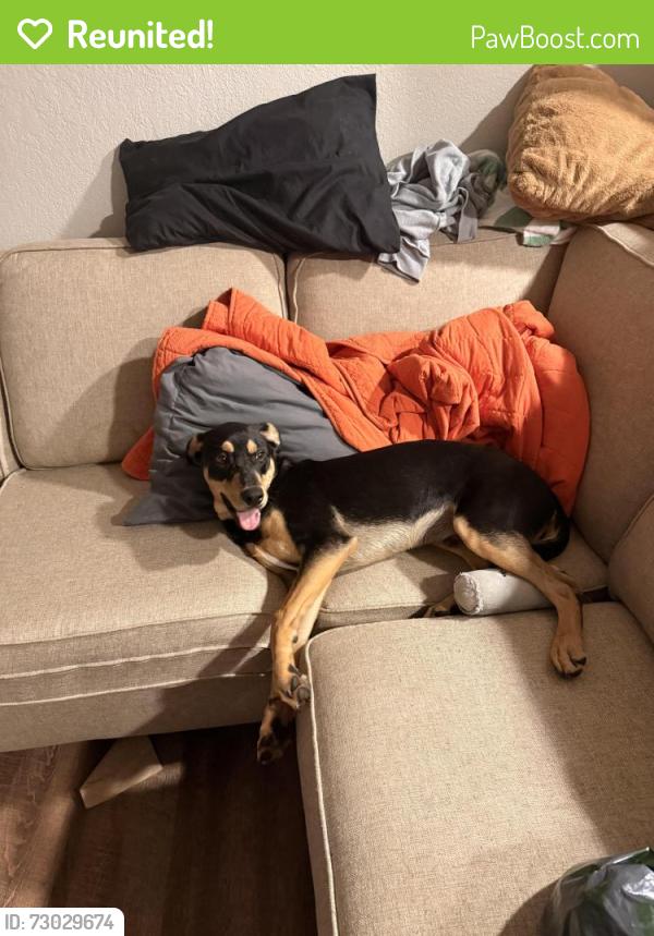 Reunited Male Dog last seen Millville Ave and Washington by the park  , Hamilton, OH 45013