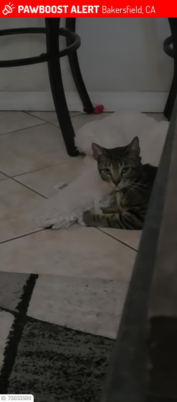 Lost Male Cat last seen 40th, Bakersfield, CA 93301