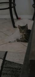 Lost Male Cat last seen 40th, Bakersfield, CA 93301