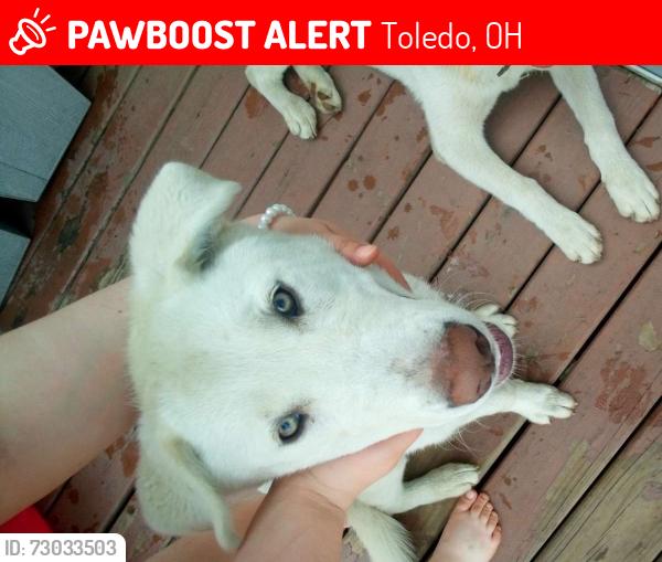 Lost Female Dog last seen Last seen in my backyard, Toledo, OH 43605