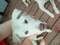 Lost Female Dog last seen Last seen in my backyard, Toledo, OH 43605