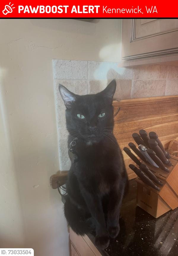 Lost Male Cat last seen My hse on the portch, Kennewick, WA 99338