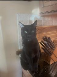 Lost Male Cat last seen My hse on the portch, Kennewick, WA 99338