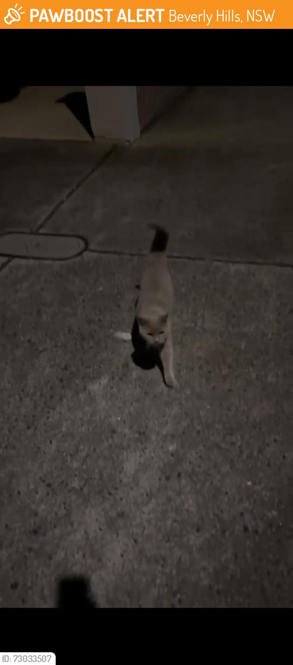 Found/Stray Unknown Cat last seen Stoney creek road, Beverly Hills, NSW 2209