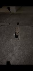 Found/Stray Unknown Cat last seen Stoney creek road, Beverly Hills, NSW 2209