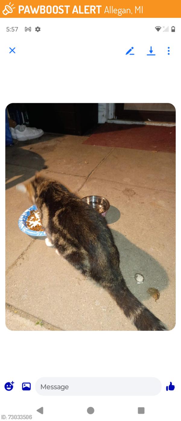 Found/Stray Unknown Cat last seen Cook ST Allegan MI, Allegan, MI 49010
