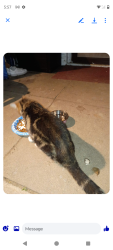 Found/Stray Unknown Cat last seen Cook ST Allegan MI, Allegan, MI 49010