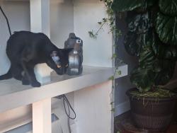 Lost Male Cat last seen 6th and Logan, Denver, CO 80203