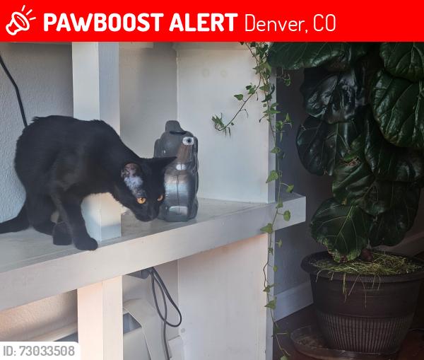 Lost Male Cat last seen 6th and Logan, Denver, CO 80203