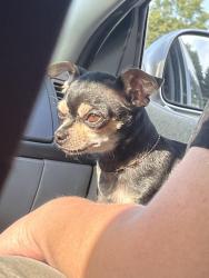 Lost Female Dog last seen La Fondita de Milwaukee , West Allis, WI 53214